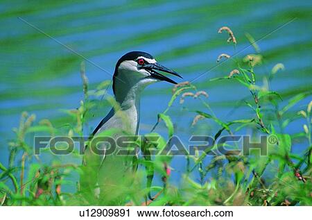 Stock Image - wild, nature, animal, outdoor, plant, field. Fotosearch
