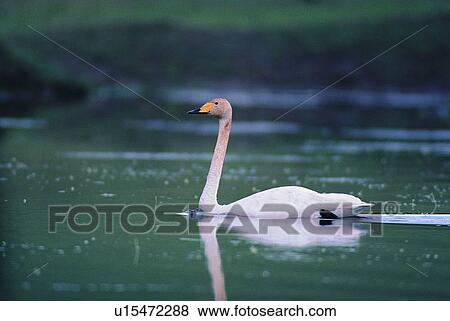 wild, nature, outdoor, daytime, bird, animal View Large Photo Image Stock Photo - wild, nature, outdoor, daytime, bird, animal. Fotosearch