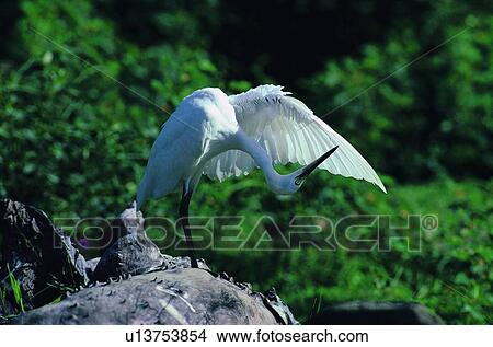 wild, outdoor, bird, rock, forest, nature View Large Photo Image Picture - wild, outdoor, bird, rock, forest, nature. Fotosearch