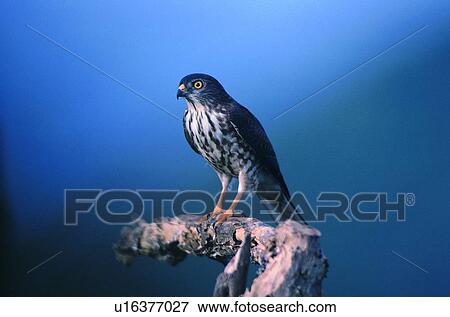 Stock Photo - wild, outdoor, nature, animal, sky, daytime. Fotosearch