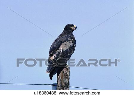 Stock Photo - wild, wood stick, bird, animal, outdoor, nature. Fotosearch