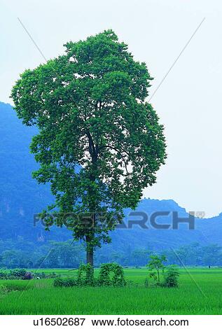Stock Photo - fog, plant, wood, leaf, tree, mist. Fotosearch