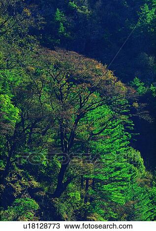 forest, plant, leaf, wood, tree View Large Photo Image Stock Image - forest, plant, leaf, wood, tree. Fotosearch