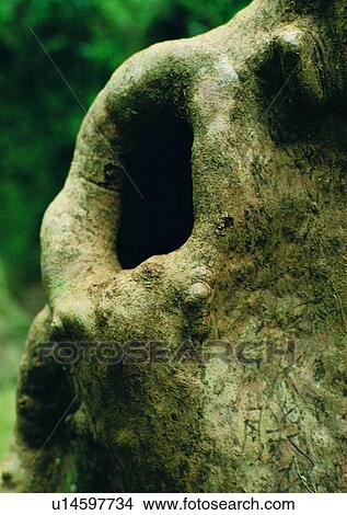 Picture - hole, wood, tree, leaf, plant. Fotosearch