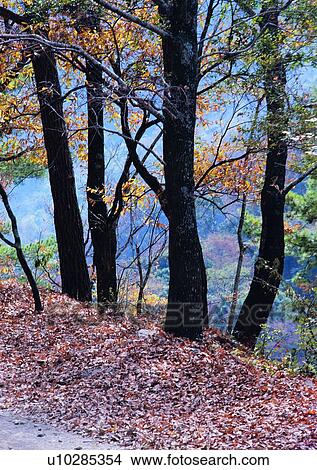 leaf, fallen leaf, wood, forest, sun light, tree View Large Photo Image Picture - leaf, fallen leaf, wood, forest, sun light, tree. Fotosearch