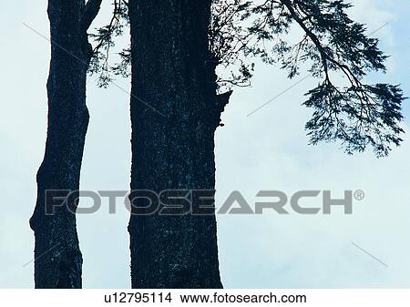 leaf, fog, wood, plant, tree View Large Photo Image Picture - leaf, fog, wood, plant, tree. Fotosearch