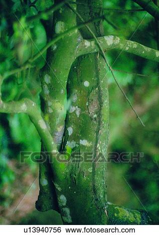 leaf, plant, tree, wood, forest View Large Photo Image Stock Photograph - leaf, plant, tree, wood, forest. Fotosearch