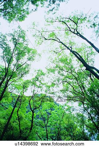 Stock Image - leaf, tree, forest, wood, plant, sky. Fotosearch