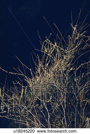 Stock Image - leaf, tree, plant, winter, wood. Fotosearch