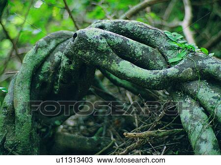 leaf, tree, plant, wood View Large Photo Image Stock Image - leaf, tree, plant, wood. Fotosearch