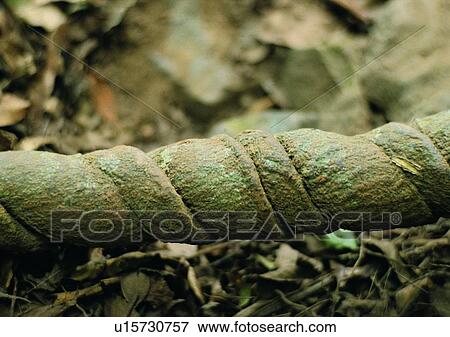 Stock Photo - leaf, tree, plant, wood. Fotosearch