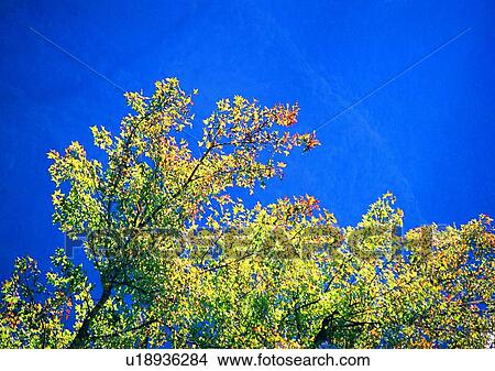 leaf, tree, wood, sun light, plant, sky View Large Photo Image Picture - leaf, tree, wood, sun light, plant, sky. Fotosearch