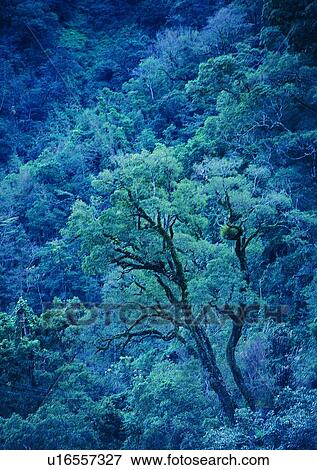 leaf, wood, forest, plant, mountain, tree View Large Photo Image Stock Photo - leaf, wood, forest, plant, mountain, tree. Fotosearch