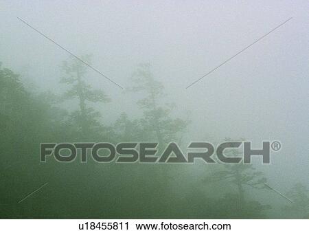 mist, tree, forest, fog, plant, wood, leaf View Large Photo Image Stock Image - mist, tree, forest, fog, plant, wood, leaf. Fotosearch