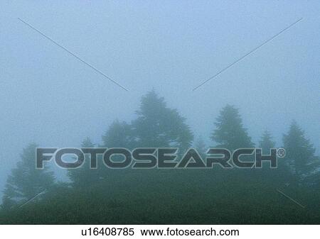plant, forest, mist, tree, fog, wood View Large Photo Image Stock Photography - plant, forest, mist, tree, fog, wood. Fotosearch