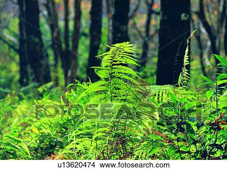 Picture - plant, leaf, tree, bracken, wood. Fotosearch