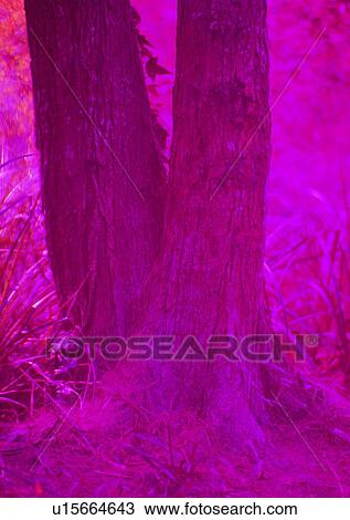 Stock Image - plant, leaf, wood, tree, red. Fotosearch