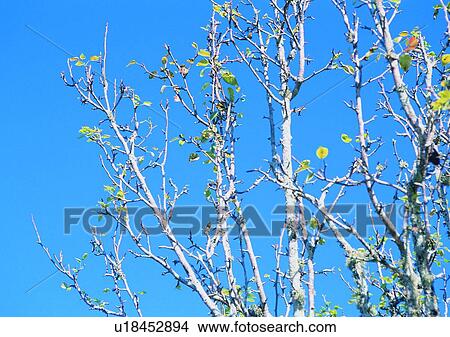 plant, sky, cloud, tree, leaf, wood View Large Photo Image Picture - plant, sky, cloud, tree, leaf, wood. Fotosearch