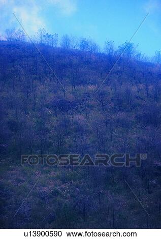Stock Image - plant, sky, forest, mountain, tree, leaf. Fotosearch