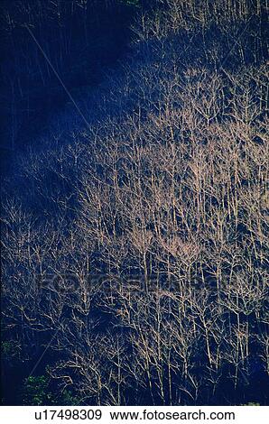 Stock Photo - plant, tree, leaf, forest, winter, wood. Fotosearch
