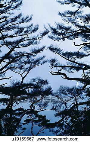 plant, tree, wood, fog, leaf View Large Photo Image Stock Photo - plant, tree, wood, fog, leaf. Fotosearch
