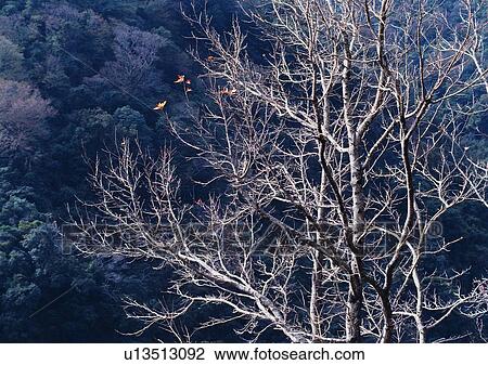 plant, tree, wood, leaf, winter View Large Photo Image Stock Image - plant, tree, wood, leaf, winter. Fotosearch