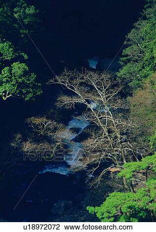 Stock Image - plant, wood, forest, tree, leaf. Fotosearch