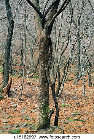 plant, wood, forest, winter, tree, leaf View Large Photo Image Stock Photo - plant, wood, forest, winter, tree, leaf. Fotosearch