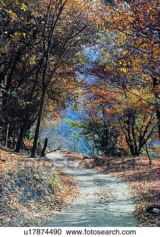 Stock Image - road, plant, forest, tree, leaf, fallen leaf, sun light. Fotosearch