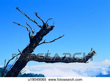 sky, leaf, tree, cloud, wood, plant View Large Photo Image Stock Photography - sky, leaf, tree, cloud, wood, plant. Fotosearch