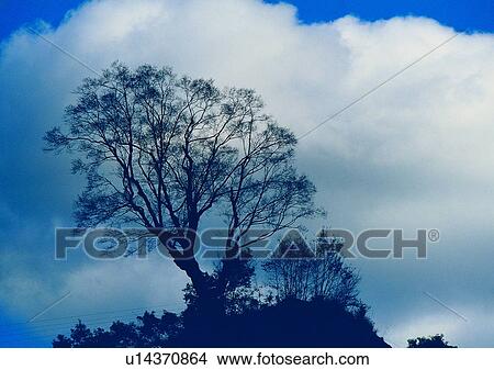 Picture - sky, wood, leaf, cloud, tree, plant. Fotosearch