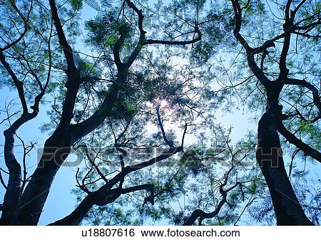 tree, forest, leaf, sky, plant, wood View Large Photo Image Stock Photograph - tree, forest, leaf, sky, plant, wood. Fotosearch