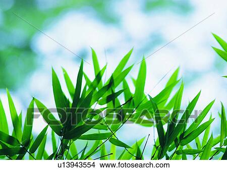 tree, green, leaf, wood, plant View Large Photo Image Picture - tree, green, leaf, wood, plant. Fotosearch