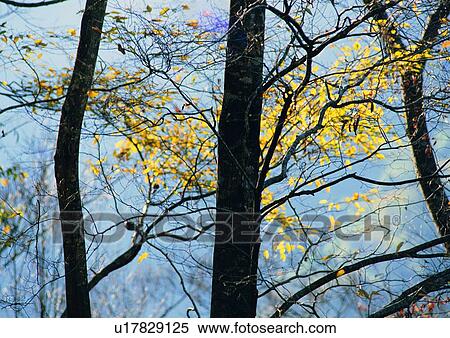 Stock Photography - tree, leaf, plant, wood, sun light, forest. Fotosearch
