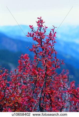 tree, leaf, red, plant, mountain, wood View Large Photo Image Stock Image - tree, leaf, red, plant, mountain, wood. Fotosearch