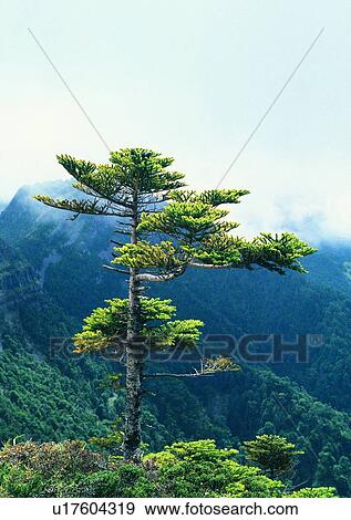 tree, leaf, wood, sky, cloud, plant View Large Photo Image Stock Photo - tree, leaf, wood, sky, cloud, plant. Fotosearch