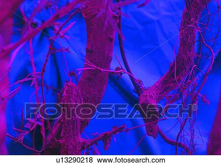 tree, plant, leaf, wood, blue, red View Large Photo Image Stock Photo - tree, plant, leaf, wood, blue, red. Fotosearch