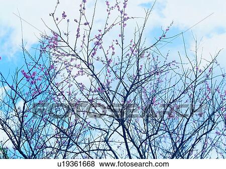 tree, plant, leaf, wood, flower, sky View Large Photo Image Stock Photo - tree, plant, leaf, wood, flower, sky. Fotosearch