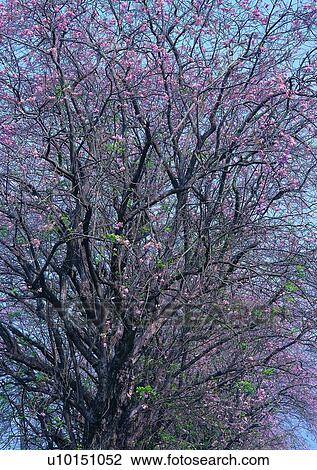 tree, plant, leaf, wood, flower View Large Photo Image Stock Image - tree, plant, leaf, wood, flower. Fotosearch