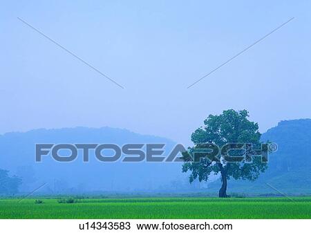Stock Image - tree, plant, leaf, wood, fog, mist. Fotosearch