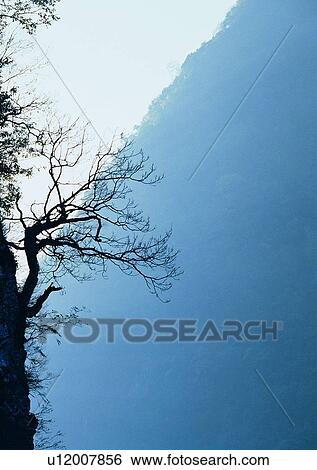 Stock Photograph - tree, plant, leaf, wood, fog, mountain. Fotosearch