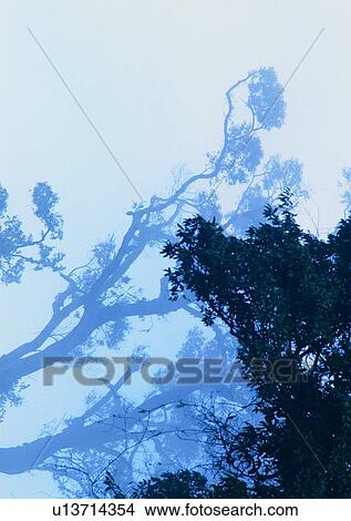 tree, plant, leaf, wood, fog View Large Photo Image Picture - tree, plant, leaf, wood, fog. Fotosearch