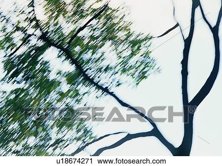 Stock Image - tree, plant, leaf, wood, fog. Fotosearch