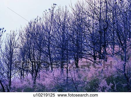 Stock Photography - tree, plant, leaf, wood, forest, cloud. Fotosearch