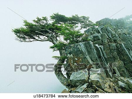 tree, plant, leaf, wood, forest, fog View Large Photo Image Picture - tree, plant, leaf, wood, forest, fog. Fotosearch