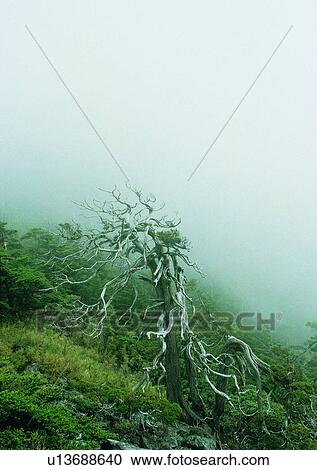 tree, plant, leaf, wood, forest, fog View Large Photo Image Stock Image - tree, plant, leaf, wood, forest, fog. Fotosearch