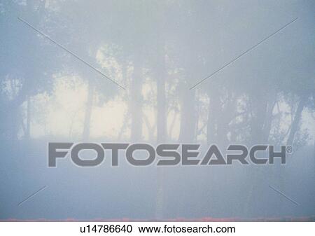 tree, plant, leaf, wood, forest, fog View Large Photo Image Stock Image - tree, plant, leaf, wood, forest, fog. Fotosearch