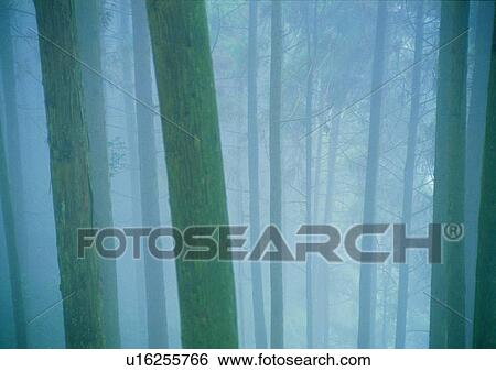 tree, plant, leaf, wood, forest, fog View Large Photo Image Stock Photograph - tree, plant, leaf, wood, forest, fog. Fotosearch