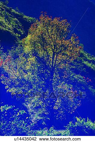 tree, plant, leaf, wood, forest View Large Photo Image Stock Image - tree, plant, leaf, wood, forest. Fotosearch
