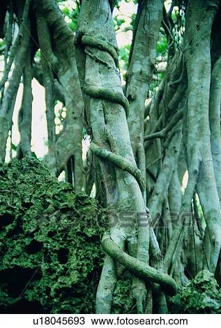 tree, plant, leaf, wood, forest View Large Photo Image Stock Image - tree, plant, leaf, wood, forest. Fotosearch